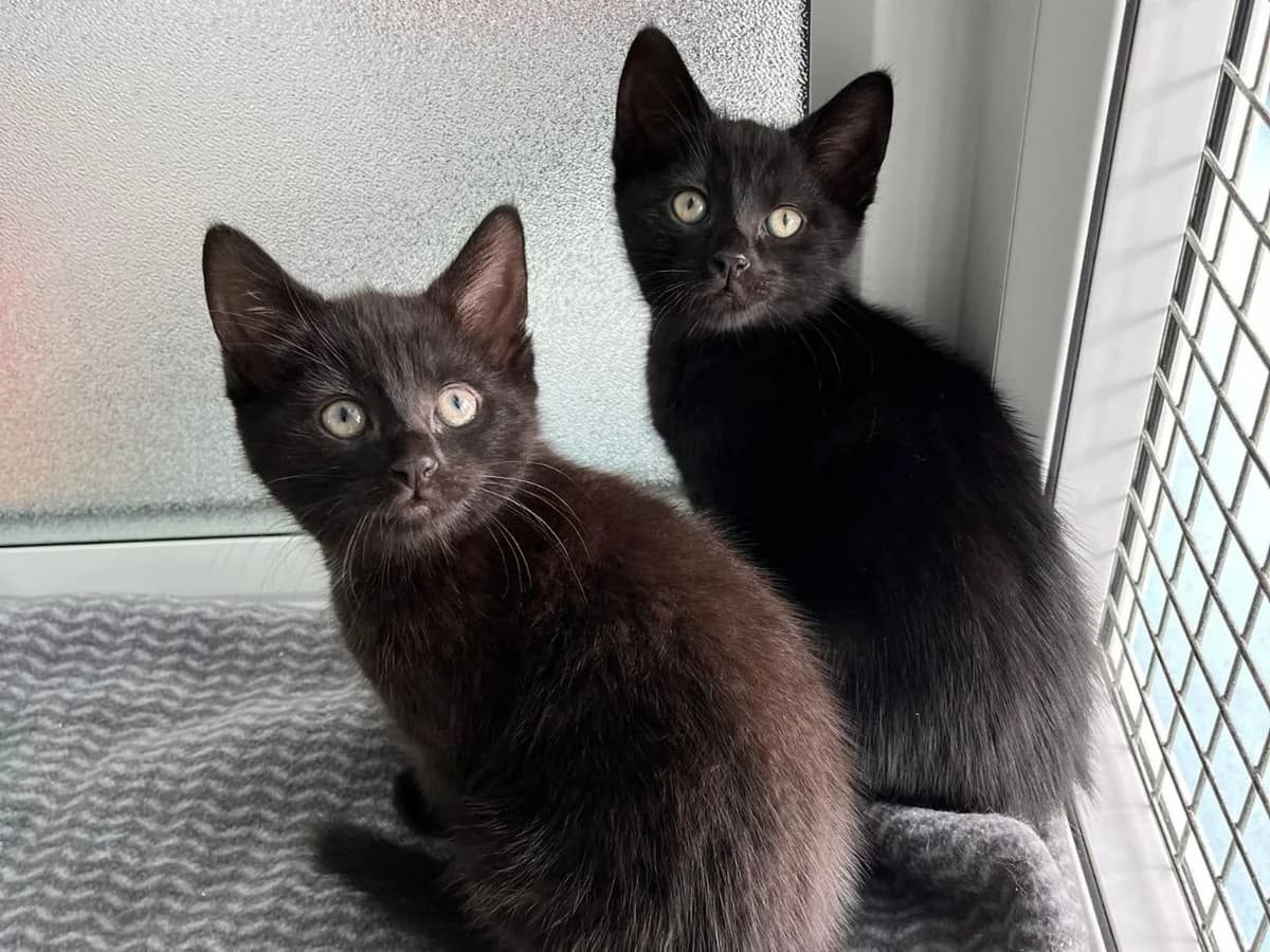 Buttons and Rolo, female puppy Mixed Breed Cat for adoption at RSPCA Worcester & Mid-Worcestershire Branch