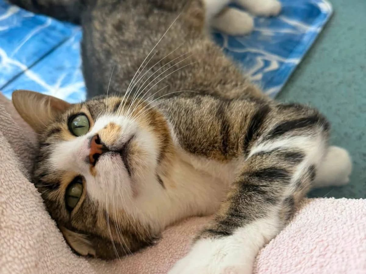 Buzz Lightyear, male young Mixed Breed Cat for adoption at RSPCA Worcester & Mid-Worcestershire Branch