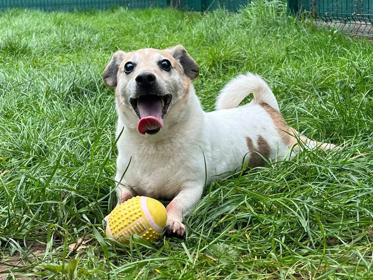 Charles, male senior Jack Russell Terrier for adoption at RSPCA Worcester & Mid-Worcestershire Branch