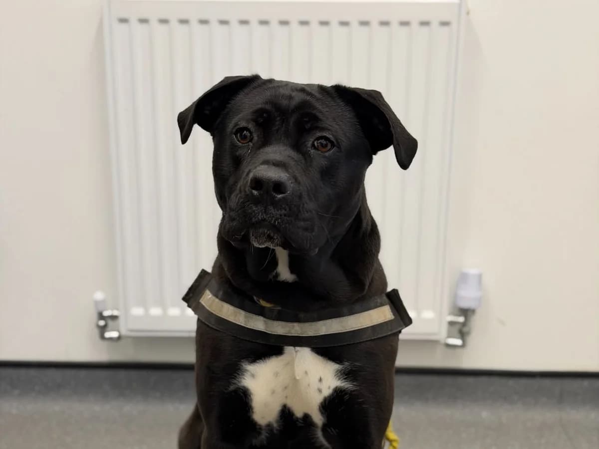 Delilah, female young Mixed Breed for adoption at RSPCA Worcester & Mid-Worcestershire Branch