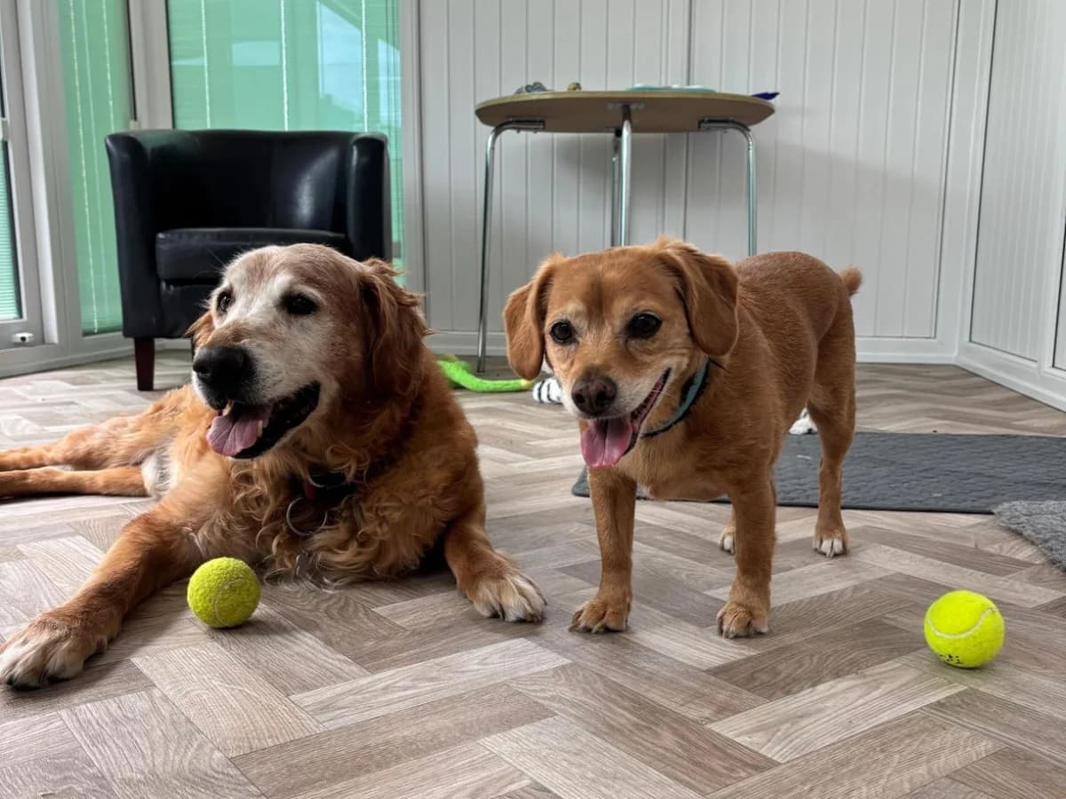 Flynn and Ollie, male senior Golden Retriever for adoption at RSPCA Worcester & Mid-Worcestershire Branch