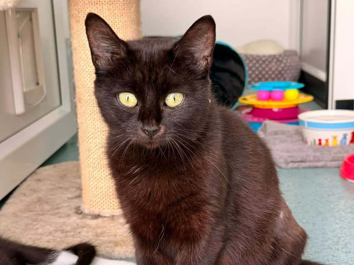 Frida, female young Mixed Breed Cat for adoption at RSPCA Worcester & Mid-Worcestershire Branch