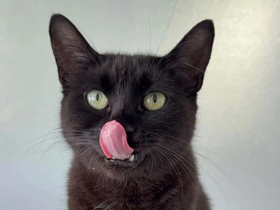 Frida, female young Mixed Breed Cat for adoption at RSPCA Worcester & Mid-Worcestershire Branch