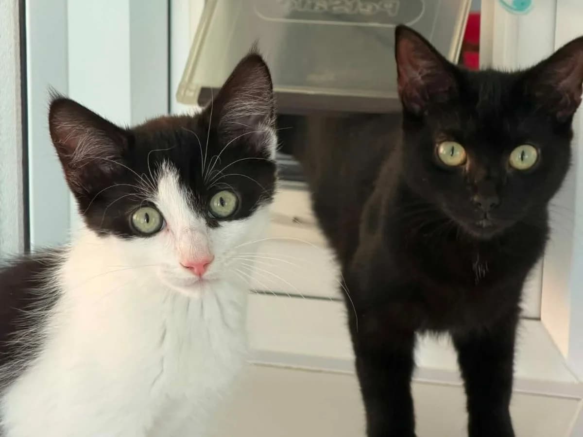 Frodo and Sam, male puppy Mixed Breed Cat for adoption at RSPCA Worcester & Mid-Worcestershire Branch