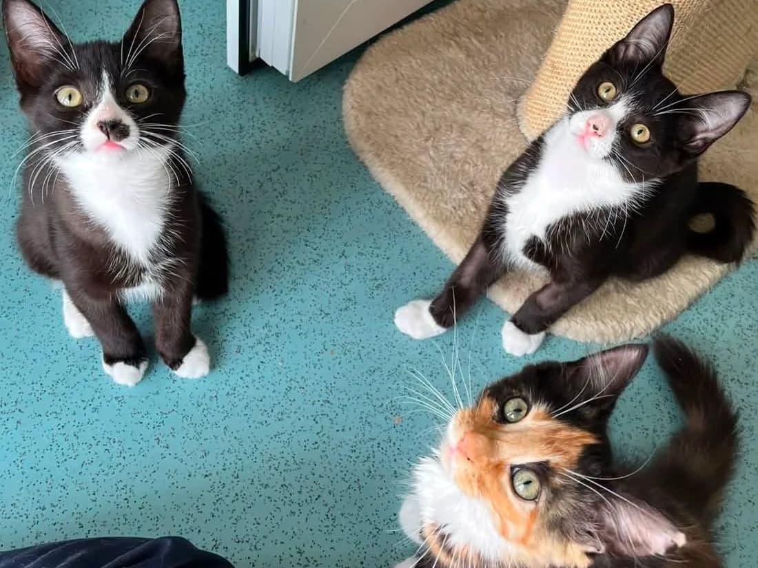 Gabrielle, Claude & Salvadore, female puppy Mixed Breed Cat for adoption at RSPCA Worcester & Mid-Worcestershire Branch