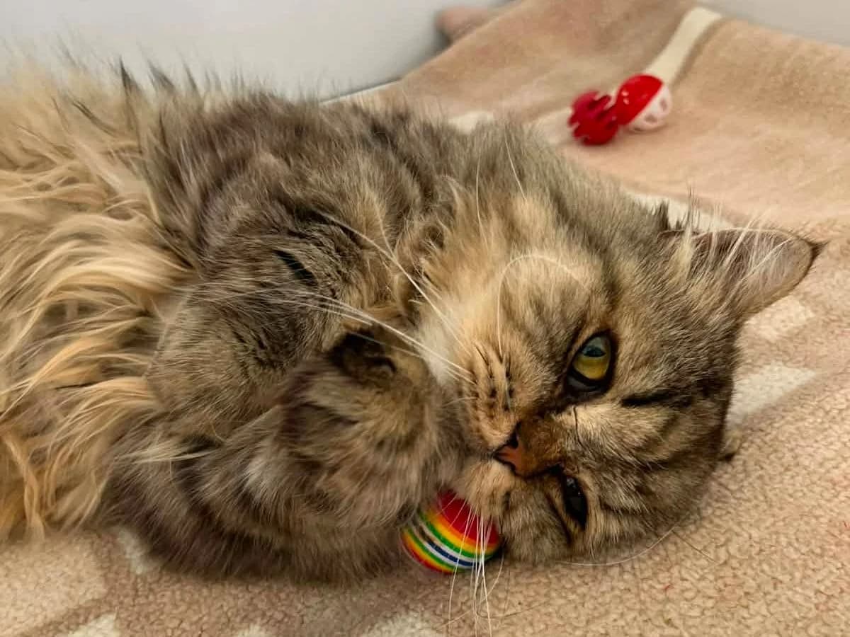 Gizmo, male 5yo Persian for adoption at RSPCA Worcester & Mid-Worcestershire Branch
