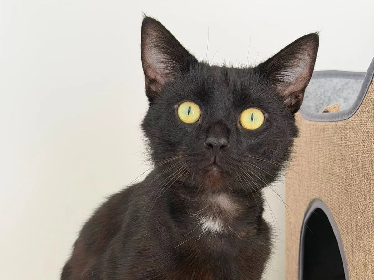 Harry, male 3yo Mixed Breed Cat for adoption at RSPCA Worcester & Mid-Worcestershire Branch
