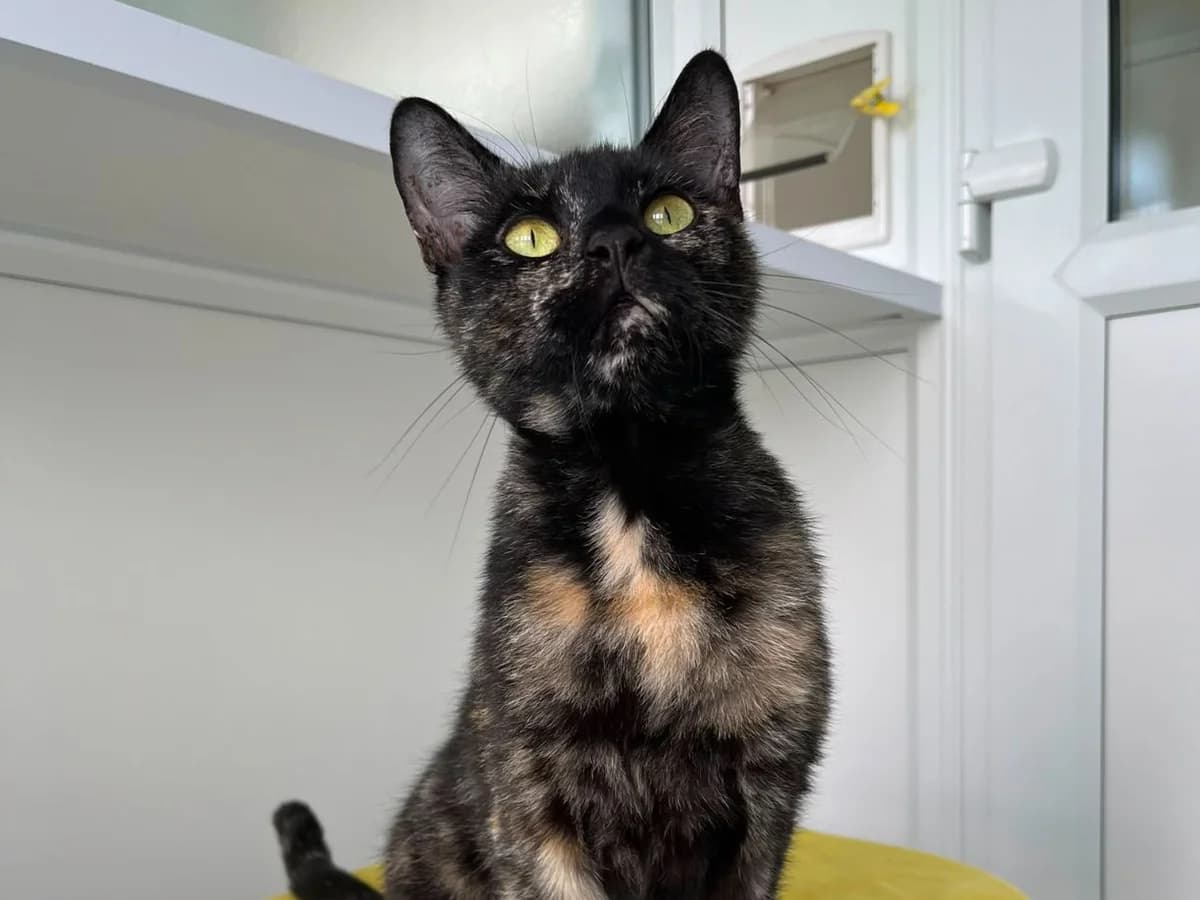 Jasmine, female young Mixed Breed Cat for adoption at RSPCA Worcester & Mid-Worcestershire Branch
