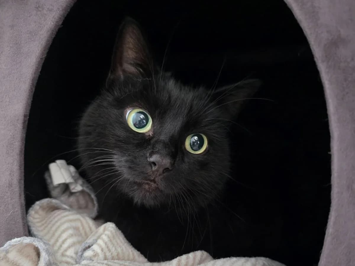 Jemma, female senior Mixed Breed Cat for adoption at RSPCA Worcester & Mid-Worcestershire Branch