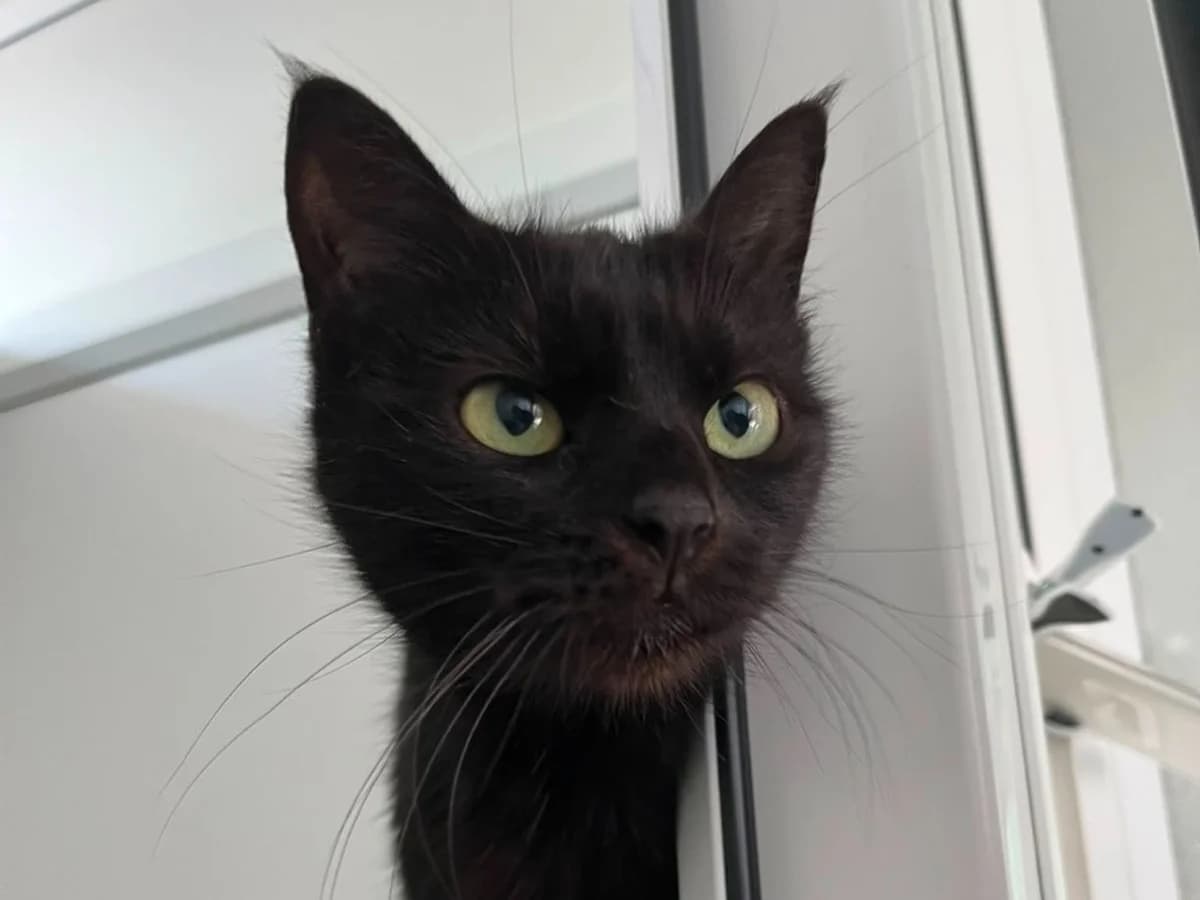 June, female young Mixed Breed Cat for adoption at RSPCA Worcester & Mid-Worcestershire Branch