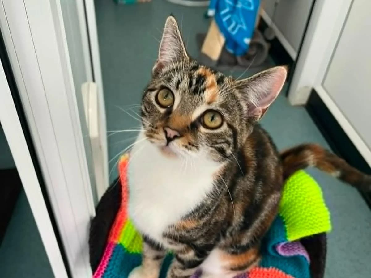 Leia, female puppy Mixed Breed Cat for adoption at RSPCA Worcester & Mid-Worcestershire Branch
