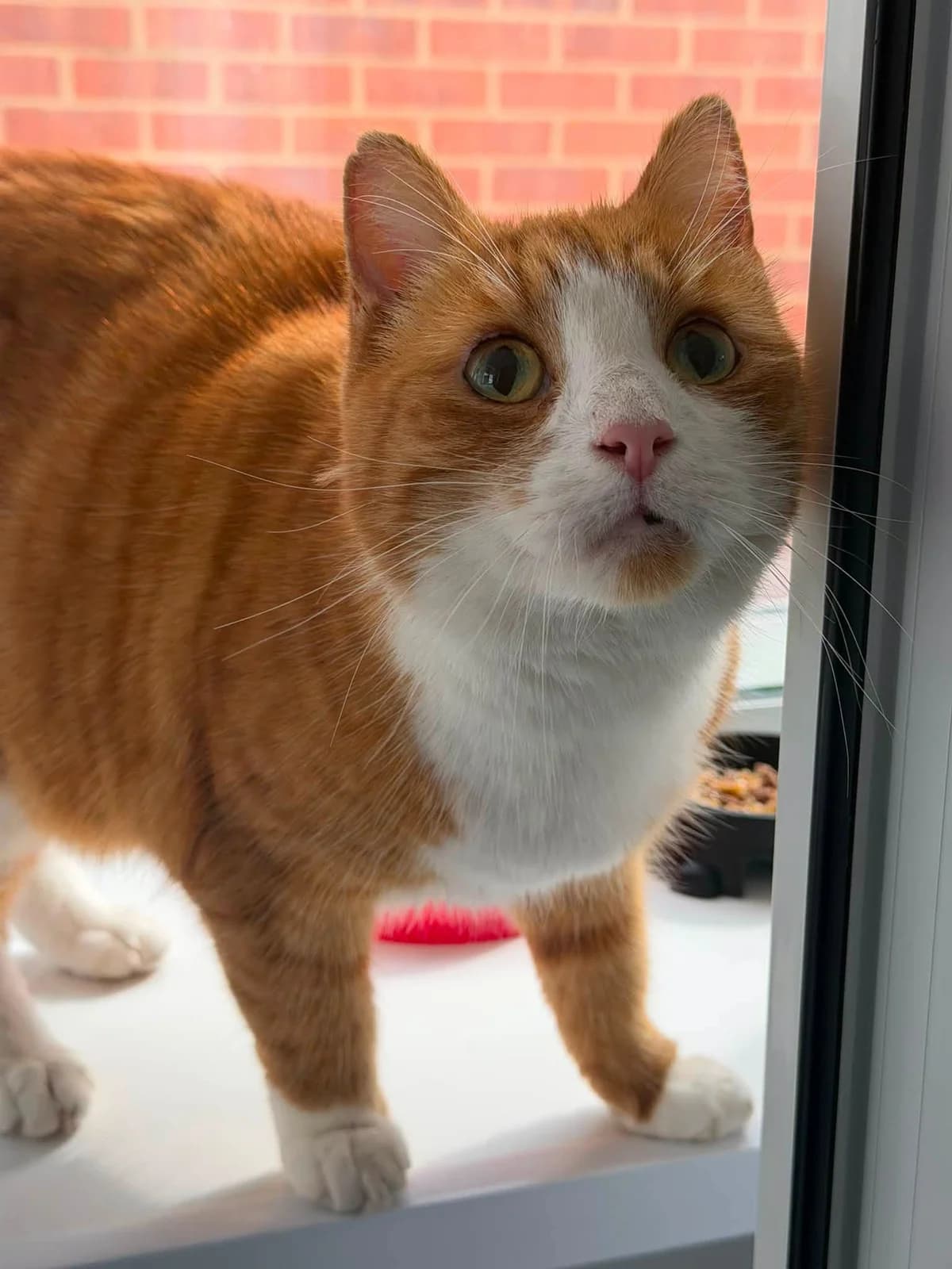 Lord Beans III, male senior Mixed Breed Cat for adoption at RSPCA Worcester & Mid-Worcestershire Branch