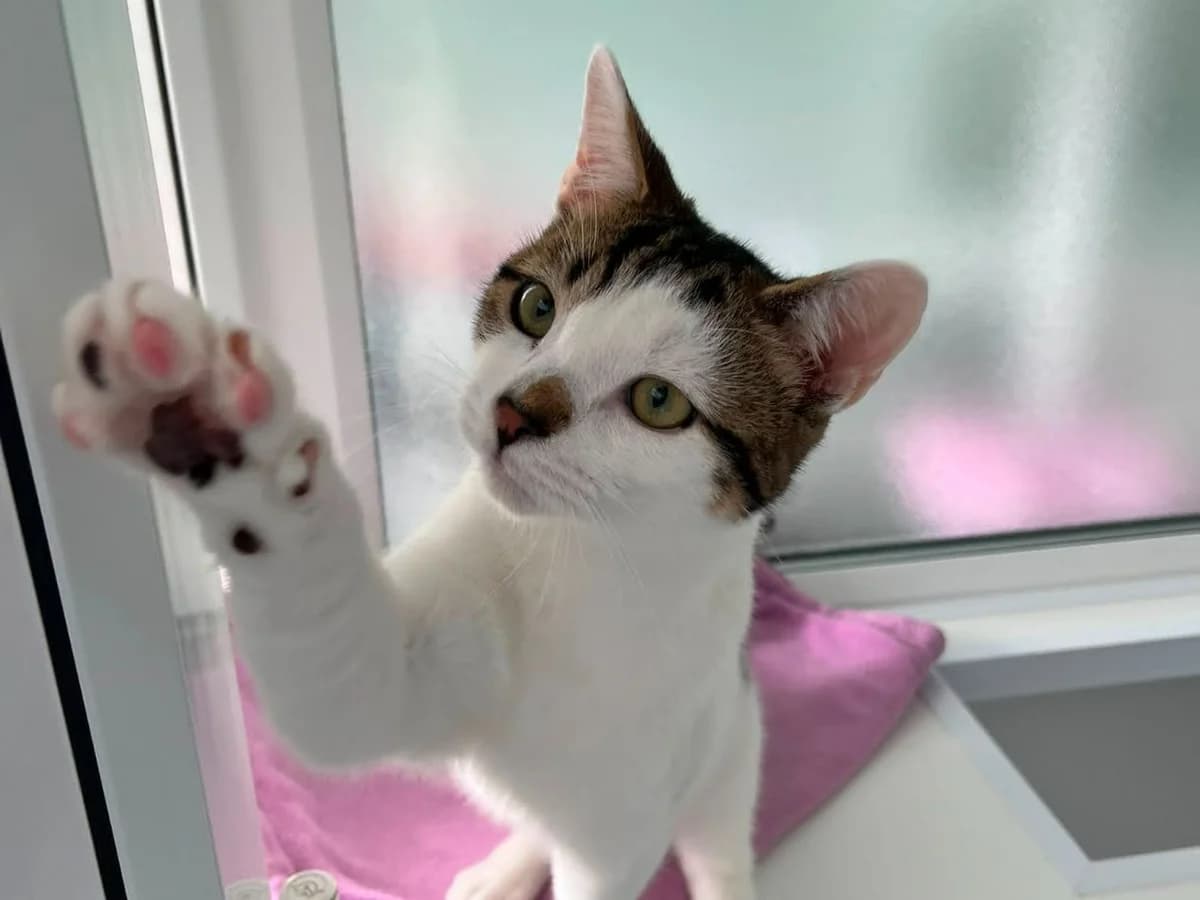 Luke, male puppy Mixed Breed Cat for adoption at RSPCA Worcester & Mid-Worcestershire Branch