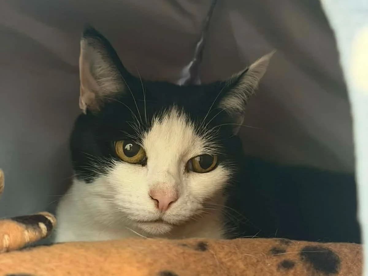 Lulu, female senior Mixed Breed Cat for adoption at RSPCA Worcester & Mid-Worcestershire Branch