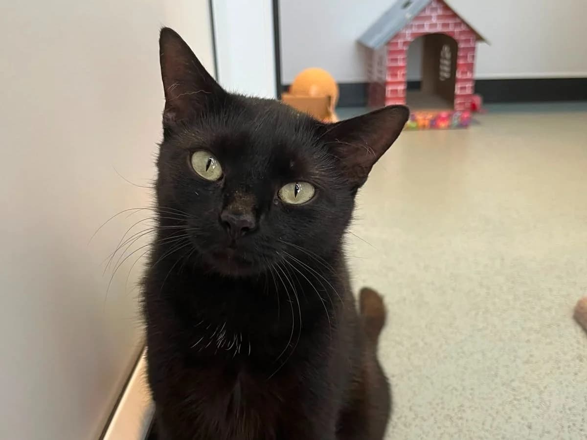 Martini, female young Mixed Breed Cat for adoption at RSPCA Worcester & Mid-Worcestershire Branch