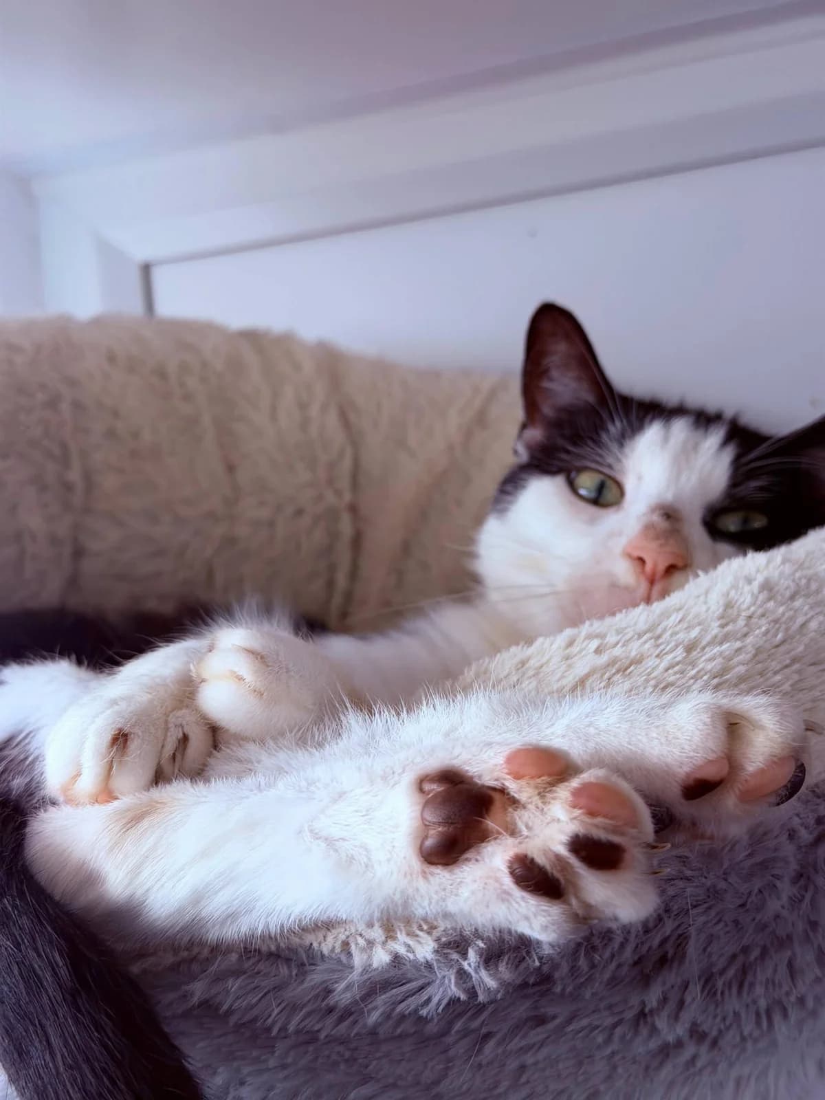 Max, male senior Mixed Breed Cat for adoption at RSPCA Worcester & Mid-Worcestershire Branch