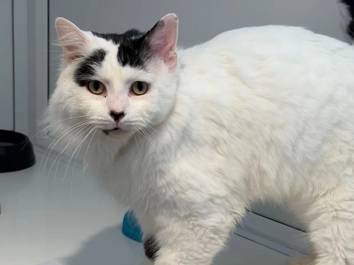 Melvin, male senior mixed breed for adoption at RSPCA Worcester & Mid-Worcestershire Branch