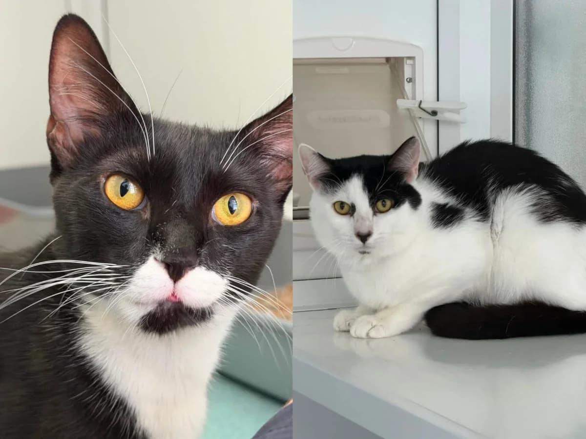Merry and Pippin, male young Mixed Breed Cat for adoption at RSPCA Worcester & Mid-Worcestershire Branch