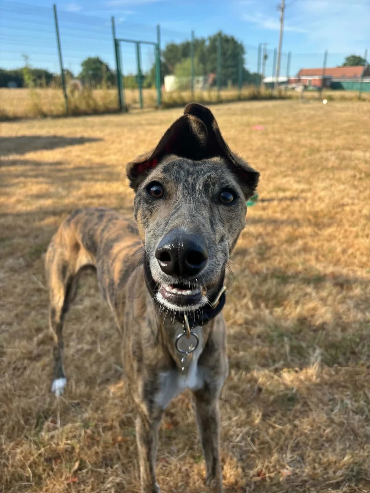 Monty, male young Greyhound for adoption at RSPCA Worcester & Mid-Worcestershire Branch