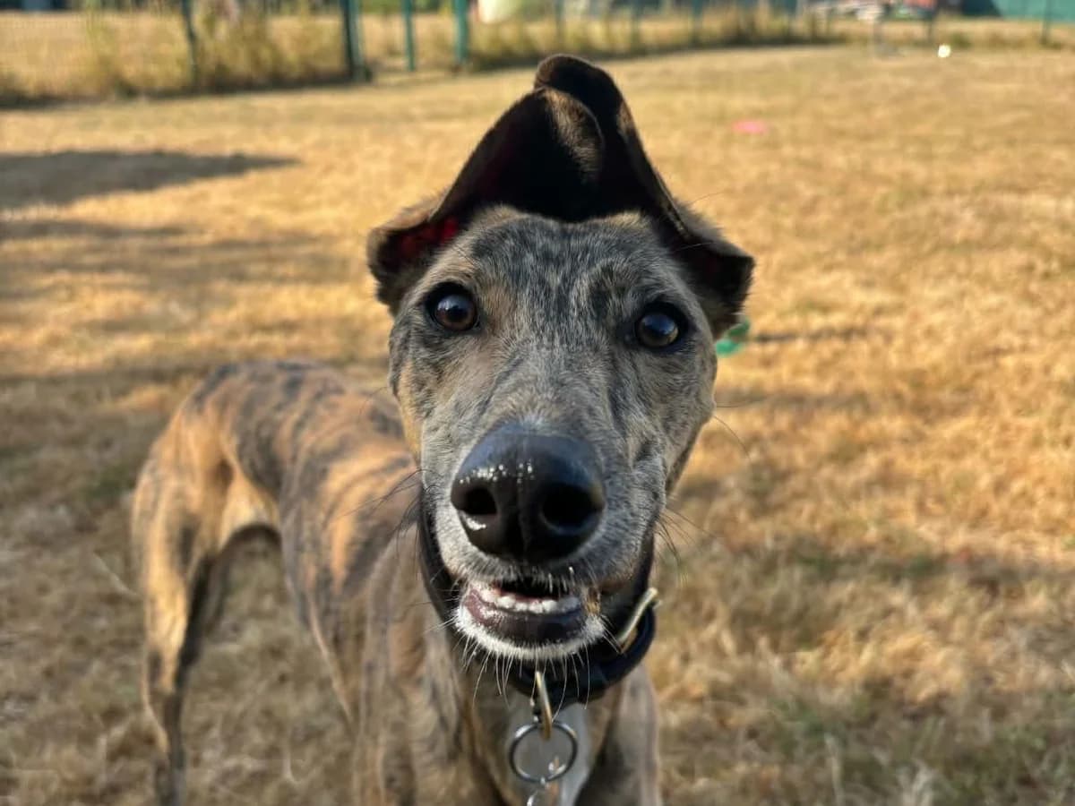 Monty, male young Greyhound for adoption at RSPCA Worcester & Mid-Worcestershire Branch