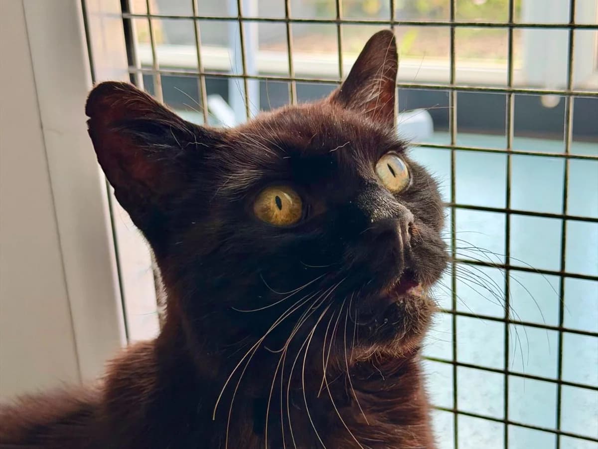 Otis, male senior Mixed Breed Cat for adoption at RSPCA Worcester & Mid-Worcestershire Branch