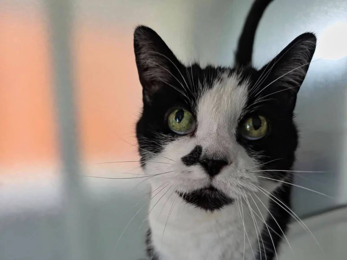 Poppy, female 5yo Mixed Breed Cat for adoption at RSPCA Worcester & Mid-Worcestershire Branch