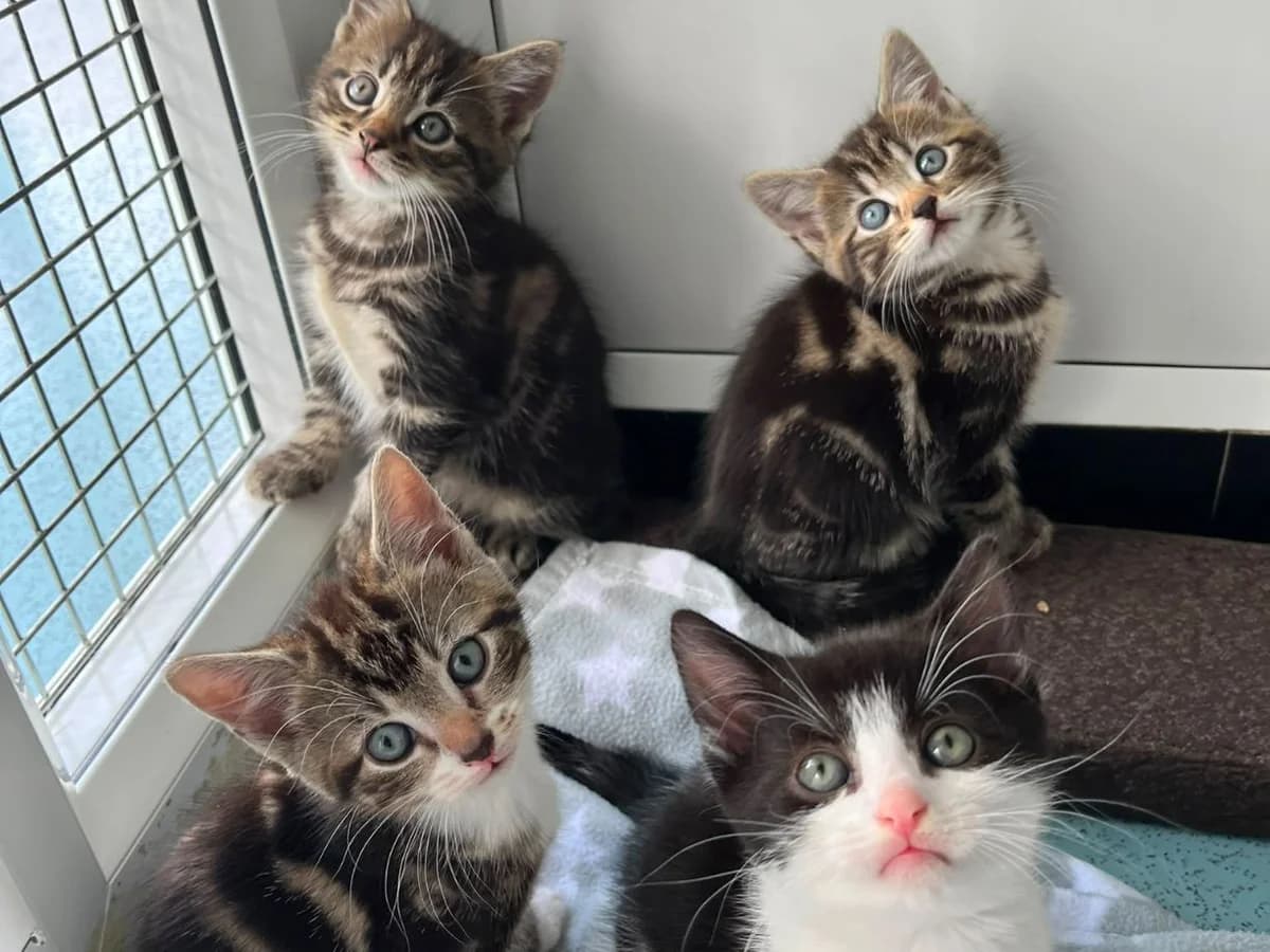 Puzzles kittens, female puppy Mixed Breed Cat for adoption at RSPCA Worcester & Mid-Worcestershire Branch