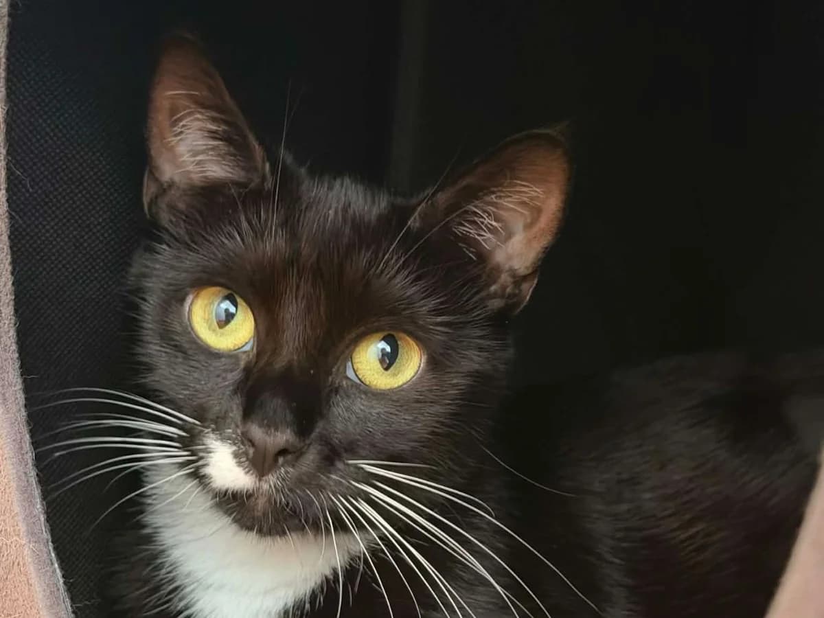Rosie, female young Mixed Breed Cat for adoption at RSPCA Worcester & Mid-Worcestershire Branch