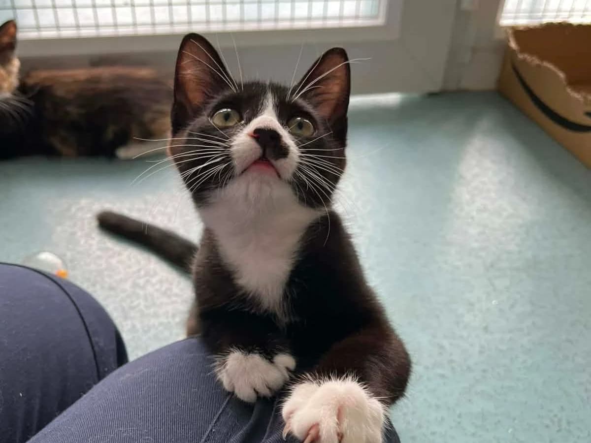 Salvadore, male Mixed Breed Cat for adoption at RSPCA Worcester & Mid-Worcestershire Branch