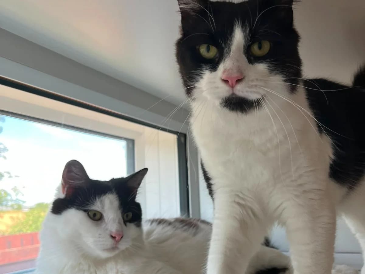 Spyro and Cynder, male young mixed breed for adoption at RSPCA Worcester & Mid-Worcestershire Branch