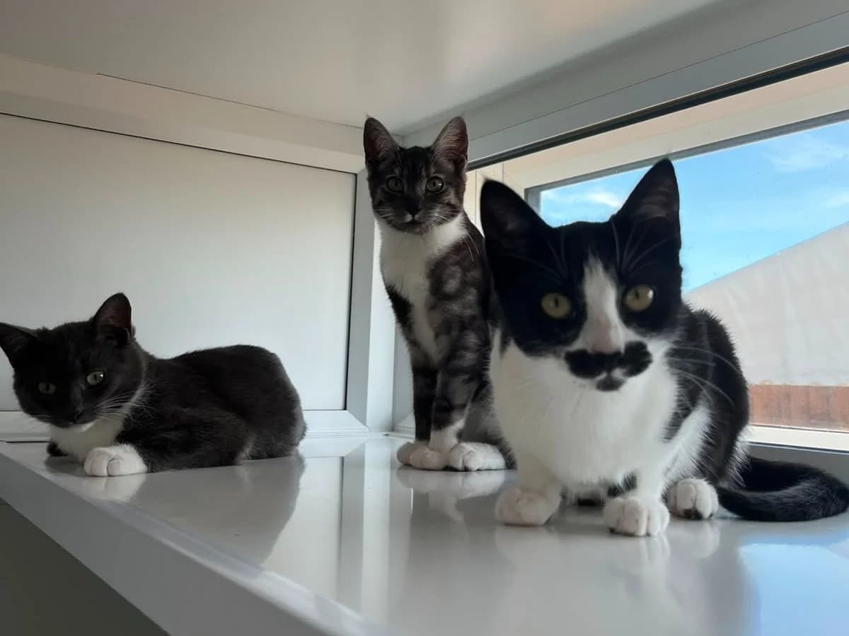 Summer, Sunflower and Skye, female Mixed Breed Cat for adoption at RSPCA Worcester & Mid-Worcestershire Branch