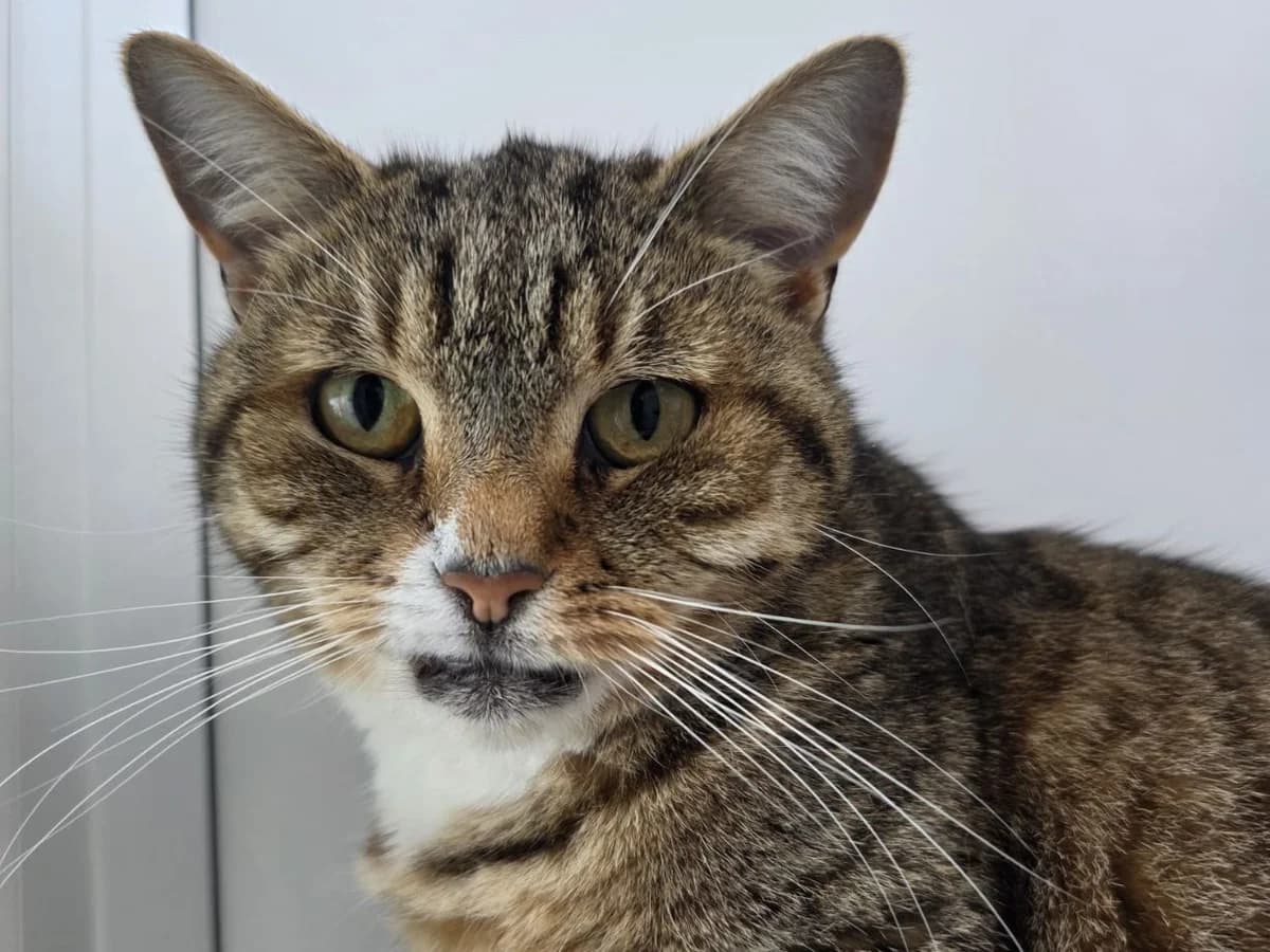Tabifur, female senior Mixed Breed Cat for adoption at RSPCA Worcester & Mid-Worcestershire Branch