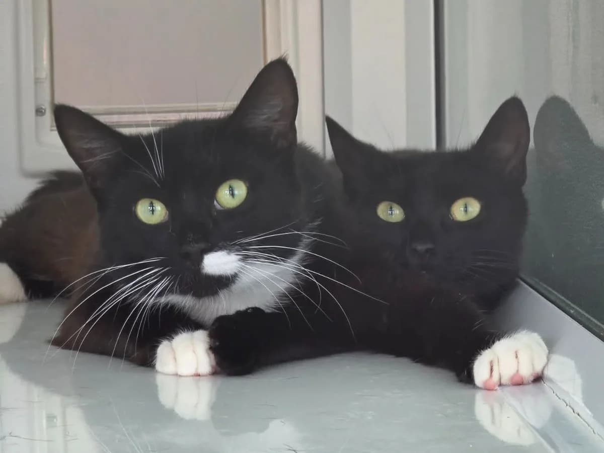 Tandoori and Balti, female young Mixed Breed Cat for adoption at RSPCA Worcester & Mid-Worcestershire Branch