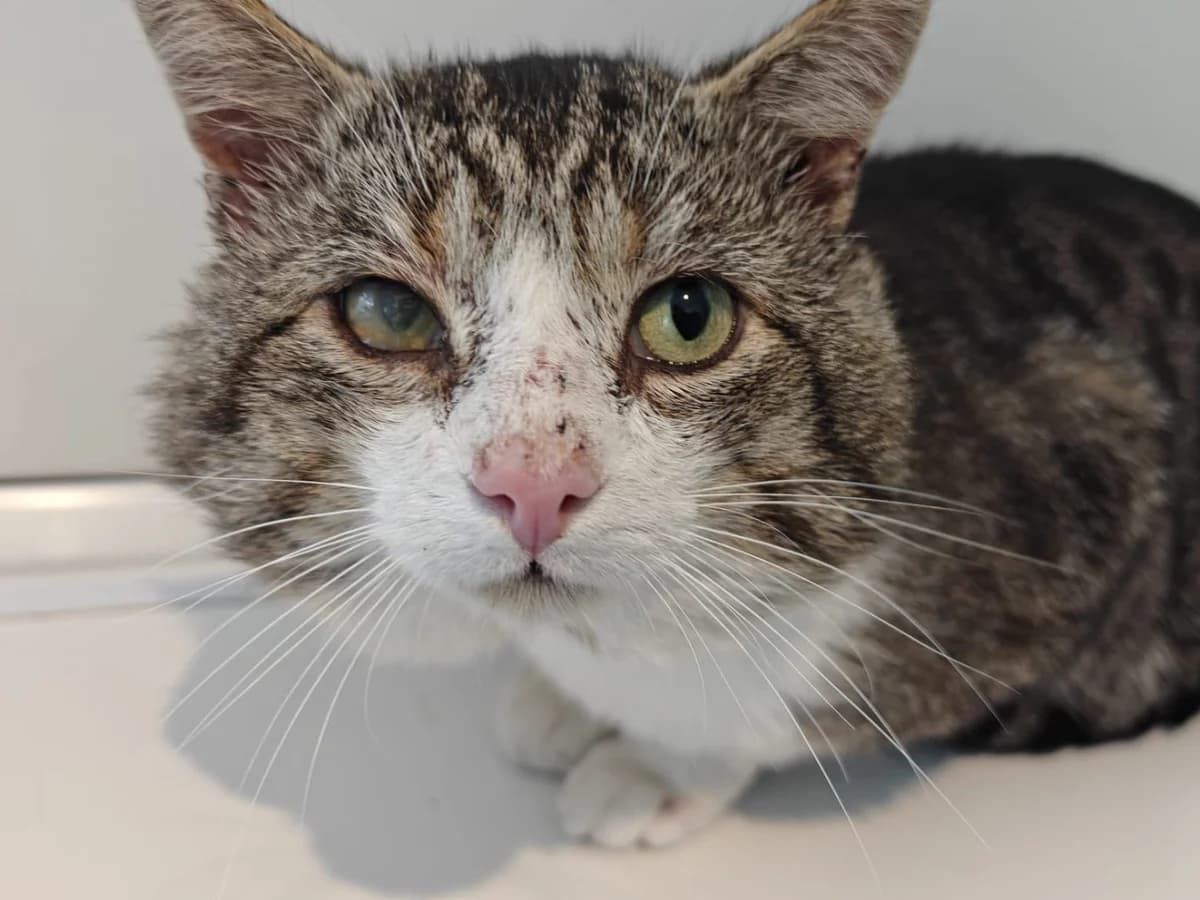 Wasabi, male 7yo Mixed Breed Cat for adoption at RSPCA Worcester & Mid-Worcestershire Branch