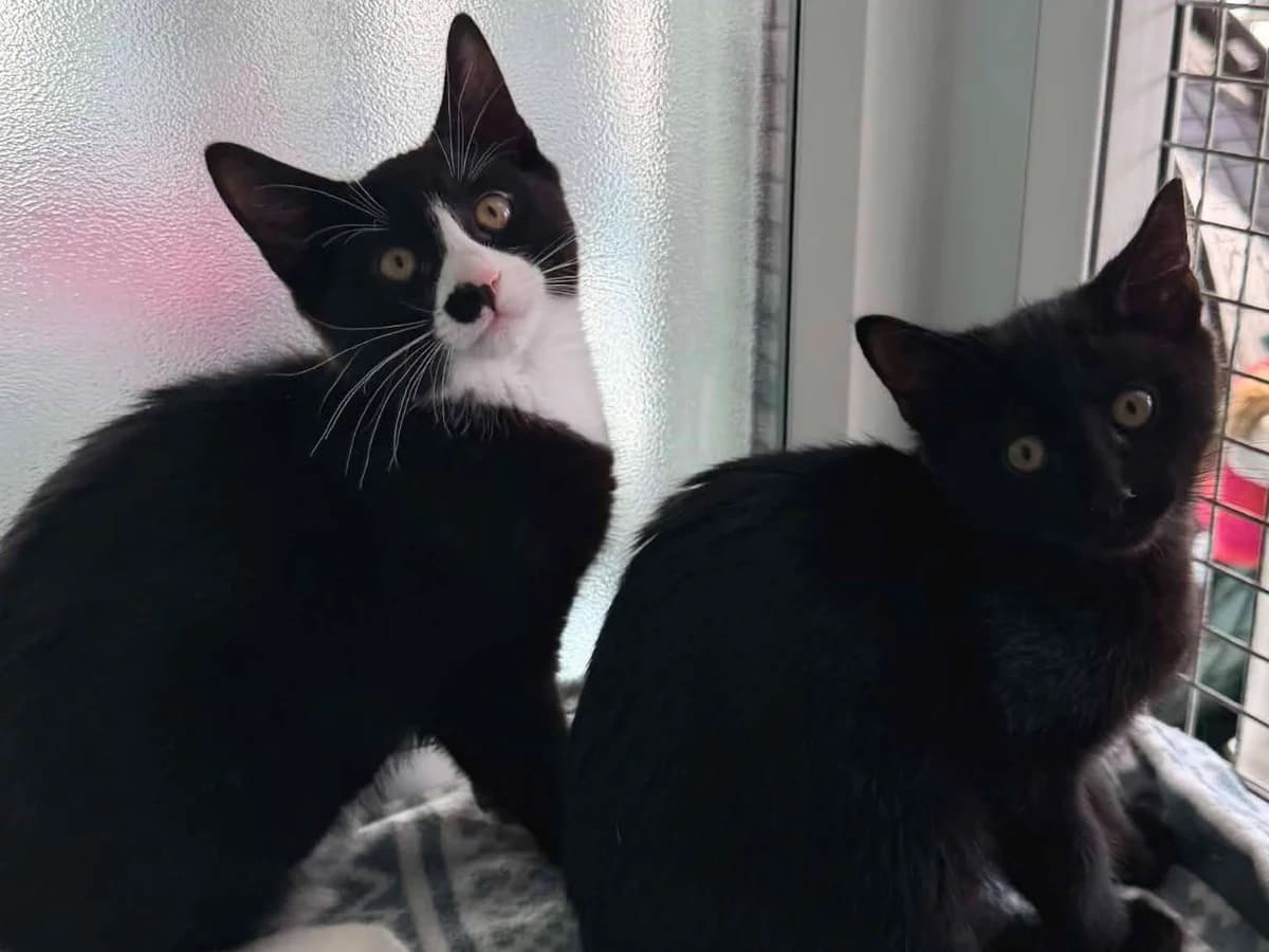 Whispa and Oreo, female puppy Mixed Breed Cat for adoption at RSPCA Worcester & Mid-Worcestershire Branch