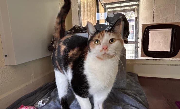 Bambi, female young Mixed Breed Cat for adoption at RSPCA York Home