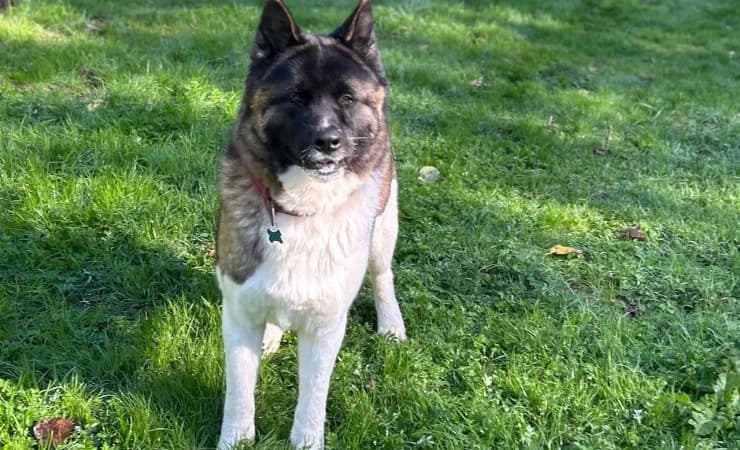 Blue, male Akita for adoption at RSPCA York Animal Home, York