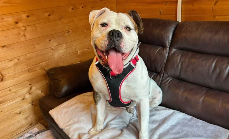 Bronson, male 3yo English Bulldog for adoption at RSPCA York Animal Home, York