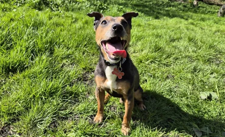 Chip, male 7yo Jack Russell Terrier for adoption at RSPCA York Animal Home, York