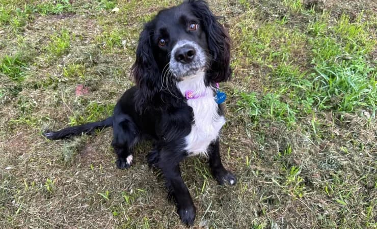 Cooper, male puppy Cocker Spaniel for adoption at RSPCA York Animal Home, York
