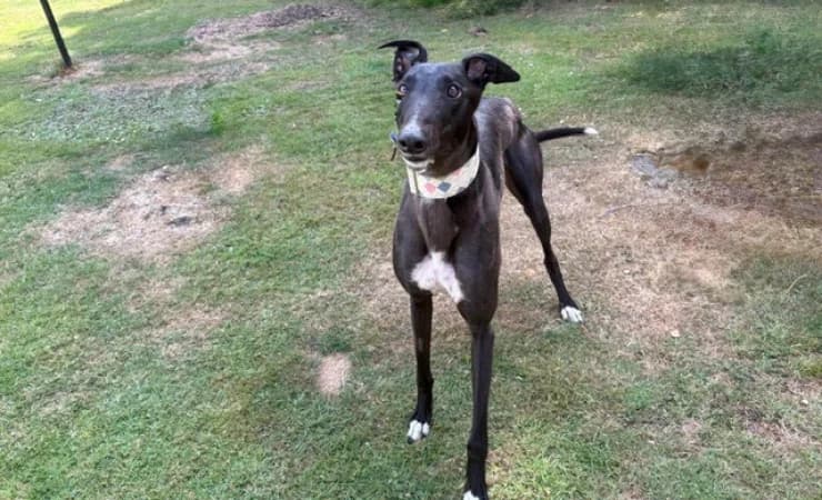Del Boy, male 3yo Greyhound for adoption at RSPCA York Animal Home, York