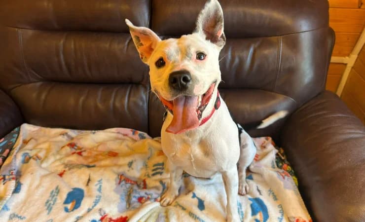 Diesel, male 5yo Staffordshire Bull Terrier for adoption at RSPCA York Animal Home, York