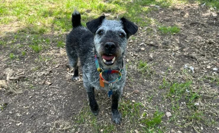 Dotty, female senior mixed breed for adoption at RSPCA York Home