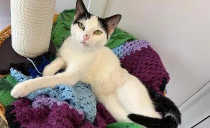 Ella, female young Mixed Breed Cat for adoption at RSPCA York Animal Home, York