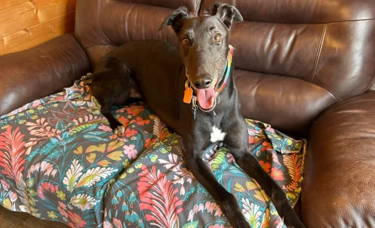 Emmet, male 6yo Greyhound for adoption at RSPCA York Home