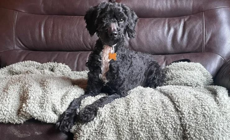Ernie, male 3yo Cockapoo for adoption at RSPCA York Home