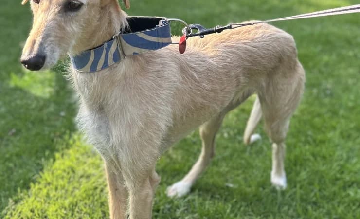 Everleigh, female 4yo Lurcher for adoption at RSPCA York Animal Home, York