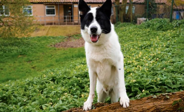 Fargo, male young Husky for adoption at RSPCA York Home