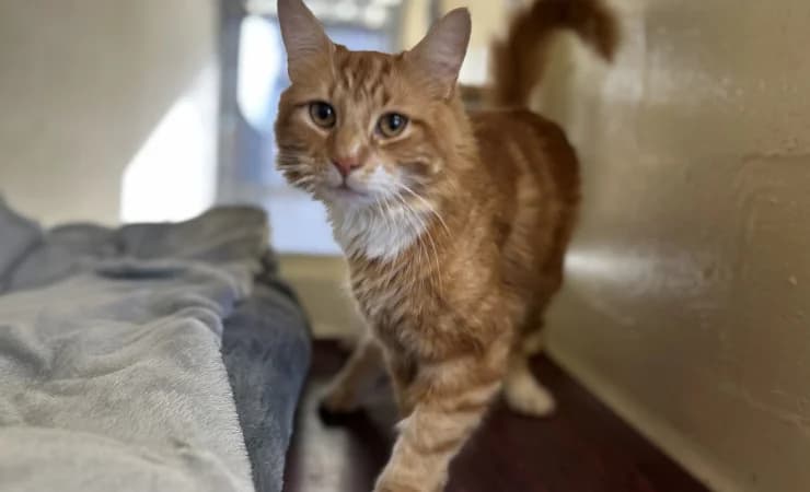 Finnigan, male 4yo Mixed Breed Cat for adoption at RSPCA York Home