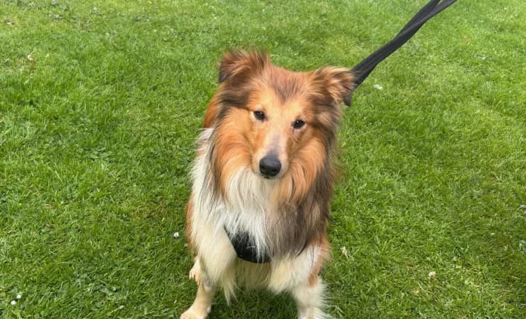 Flame, male young Shetland Sheepdog for adoption at RSPCA York Animal Home, York